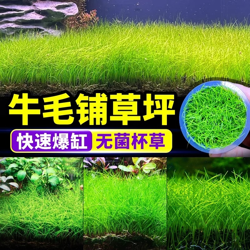 迷你牛毛水草鱼缸专用造景草坪草皮前景草阴性增氧爬地矮珍珠真草