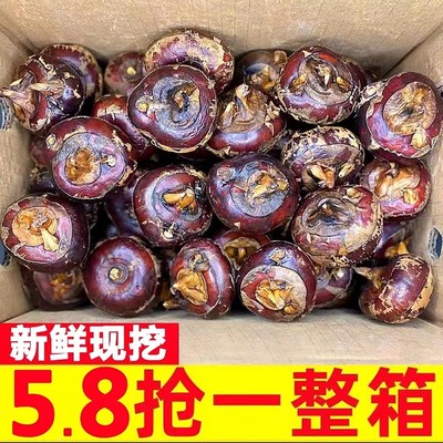 【首单直降】现挖马蹄荸荠新鲜应当季5斤马蹄小果脆甜地栗荠水果