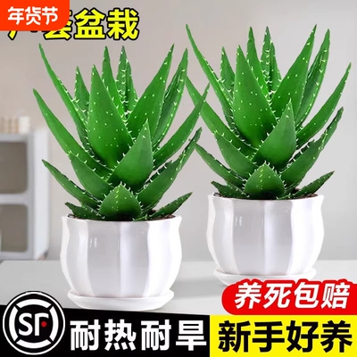 芦荟盆栽室内除甲醛净化空气花卉绿植仙人掌多肉植物四季好养客厅