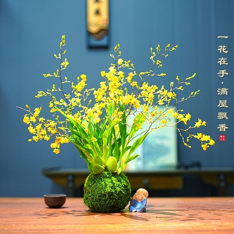 带花苞金黄色苔藓球梦香文心兰植物年宵花卉浓香型盆栽室内客厅