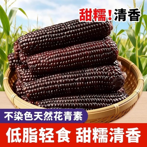 2025新季东北黑糯玉米甜糯玉米早餐真空包装软糯香甜黏玉米真空装