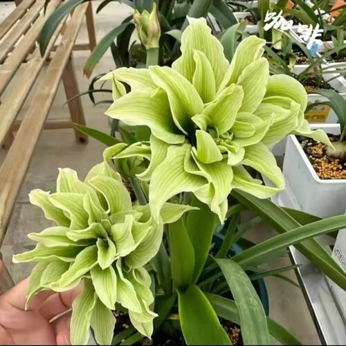 新品朱顶红重瓣种球四季开花庭院阳台盆栽植物室内客厅土培
