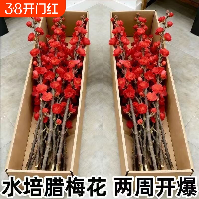 开花鲜枝浓香型水培梅花枝带花苞室内耐寒花卉绿植好养活腊梅花