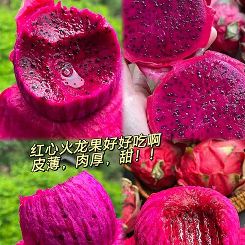 红心火龙果新鲜当季现摘