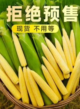 广西玉米芯玉米笋新鲜带皮迷你嫩玉米棒子现摘食用当季蔬菜时令