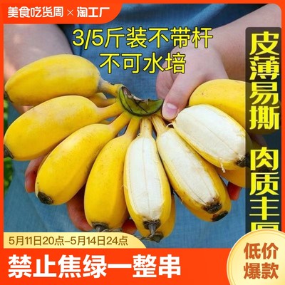 禁止蕉绿一整串带杆小米蕉办公室桌面水养苹果蕉新鲜焦虑拒绝停止
