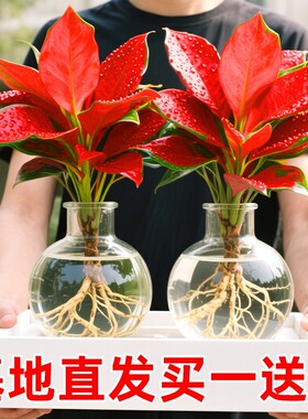 吉利红盆栽室内水培植物如意皇后客厅鲜花卉红叶万年青桌面小绿植