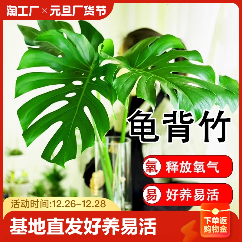 观叶植物龟背竹室内客厅办公室大盆栽绿植盆景净化空气吸甲醛水培