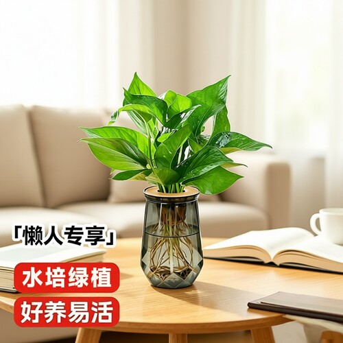 水培绿萝发财树懒人植物室内好养花瓶水养盆栽绿植净化空气金钻