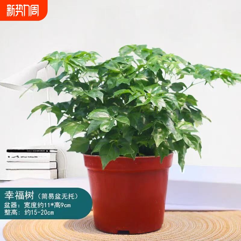 幸福树盆栽绿植花卉室内客厅四季常青净化空气水培懒人好养