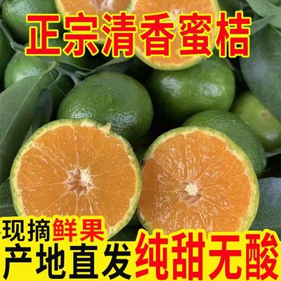 广西清香蜜桔正宗茶橘纯甜薄青皮新鲜应季水果当季整箱桔子
