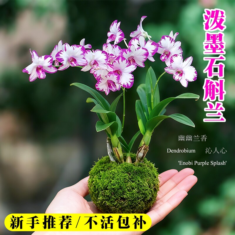 白泼墨秋石斛兰花苗带花苞室内好养水培盆栽花卉绿植香水粉黛开花