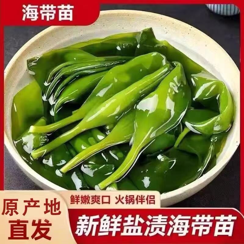 霞浦盐渍海带苗500g单包裙带菜非干货海带嫩芽凉拌麻辣烫火锅食材