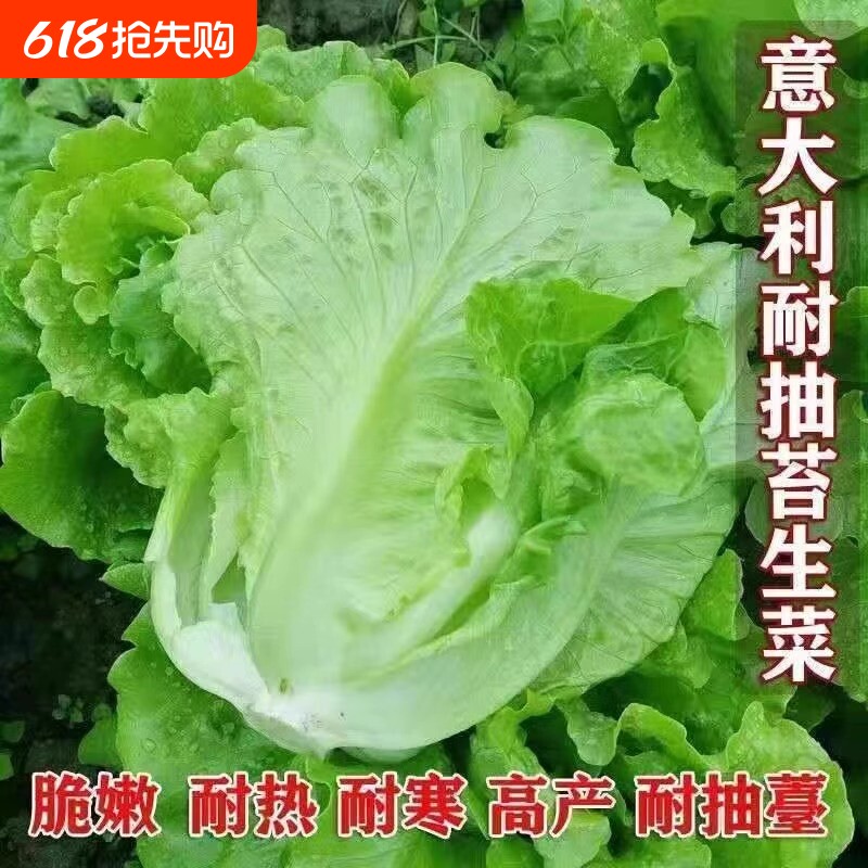 意大利生菜四季种子冬春蔬菜籽蔬菜种茼蒿大白菜种植奶油高产耐热