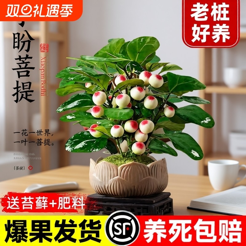 小盼菩提盆栽带果办公室内客厅绿植桌面中式禅意老桩盆景摆件好养