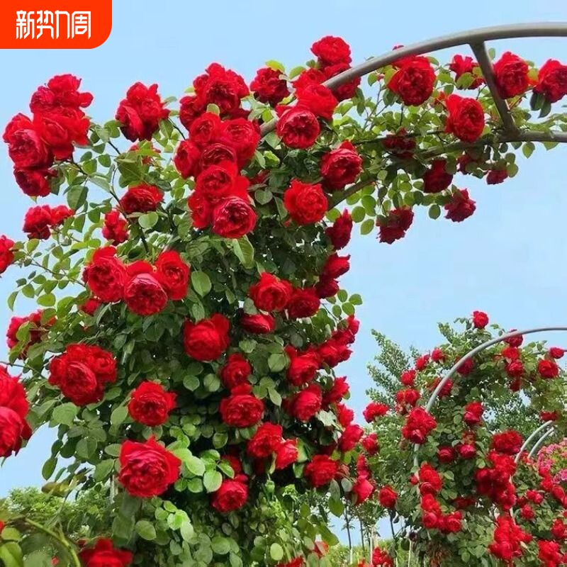 1米6大苗蔷薇花苗藤本月季爬藤绿植物花卉盆栽庭院无刺月季花苗