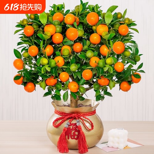 基地直销 新品特惠