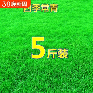 草坪草籽种子四季常青护坡固土马尼拉草皮种籽绿化庭院耐寒狗牙根