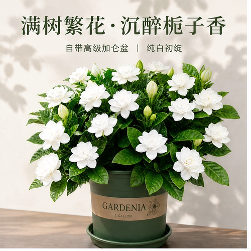 栀子花树苗带花苞绿植