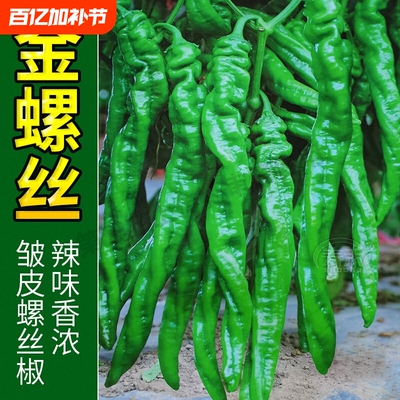 正宗螺丝椒辣椒苗二荆条山东寿光青椒秧苗带土高产四季线椒不辣