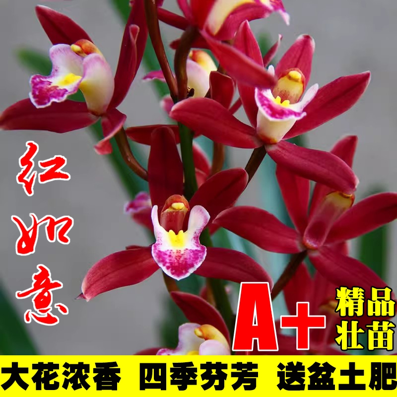 带花苞兰花苗浓香型年宵花红花建兰墨兰蕙兰绿植花卉室内好养盆栽