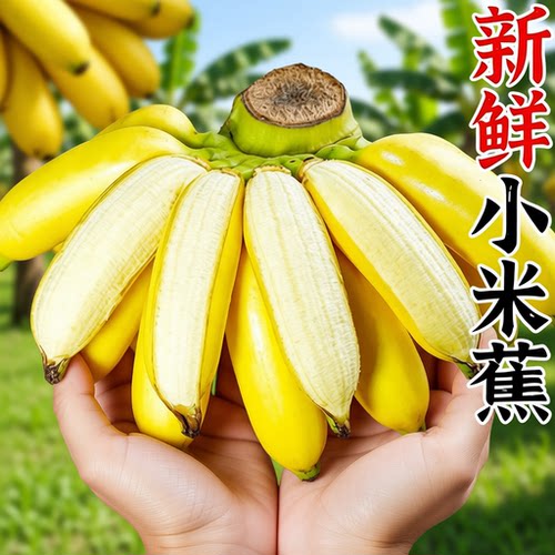 广西小米蕉3斤新鲜|超4000次加购