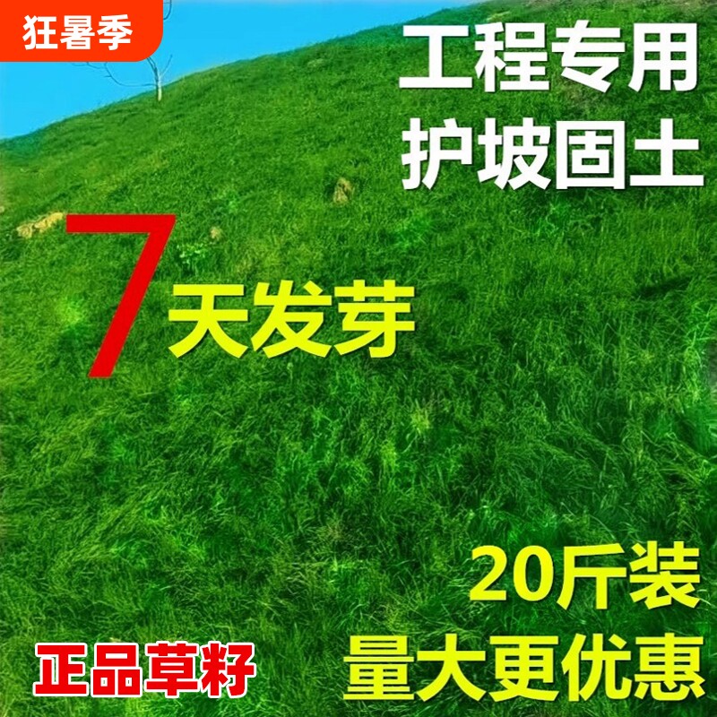 护坡固土草坪草籽四季常青绿化草种子狗牙根草种黑麦草耐寒高羊茅