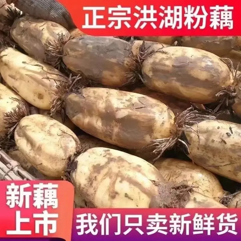正宗洪湖粉藕湖北特产粉糯莲藕现挖新鲜武汉九孔连藕煲炖汤
