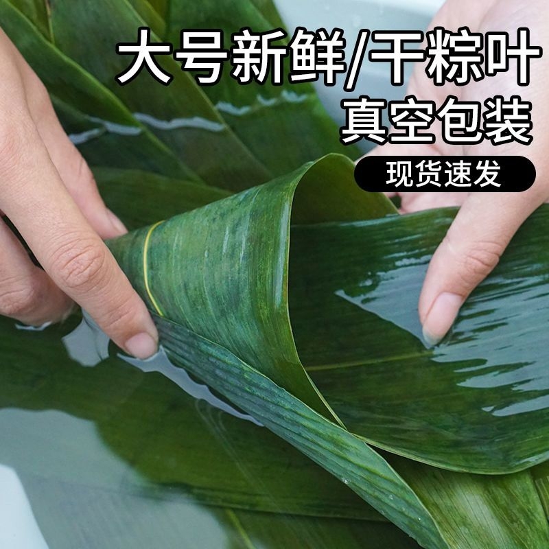 100片精选粽叶新鲜粽子叶包粽子专用端午节粽叶干大号宽箬叶铺垫 粮油调味/速食/干货/烘焙 粽叶 原图主图