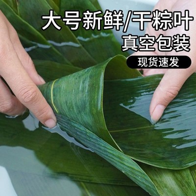 100片精选粽叶新鲜粽子叶包粽子专用端午节粽叶干大号宽箬叶铺垫