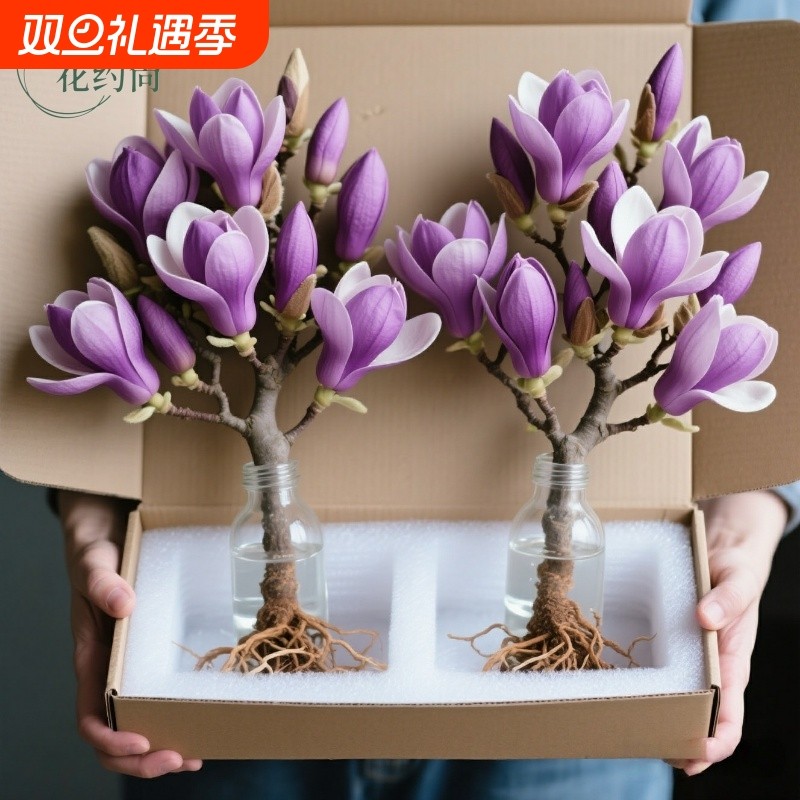 带花苞发货水培玉兰花鲜枝浓香室内植物办公室绿植好养四季年宵花