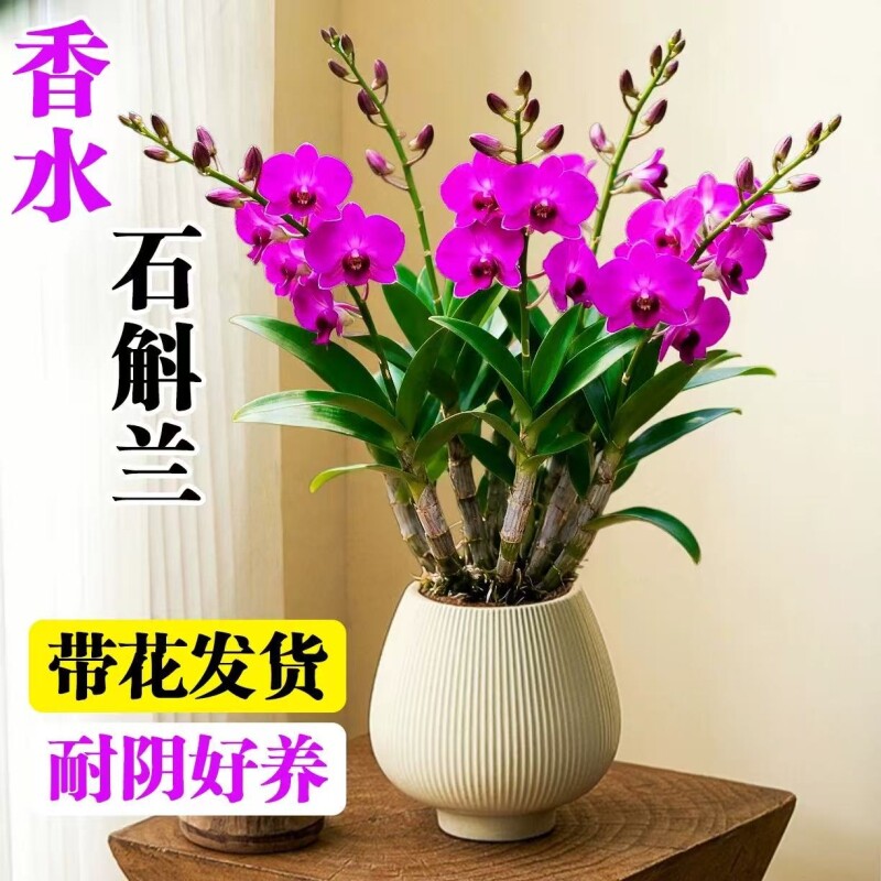 香水石斛兰盆栽带花苞蝴蝶兰花卉室内水培君子兰四季开花绿植物