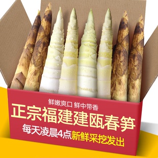 正宗福建建瓯现挖农家雷笋3-5斤装毛笋脆嫩鲜小竹笋时令蔬菜冬笋
