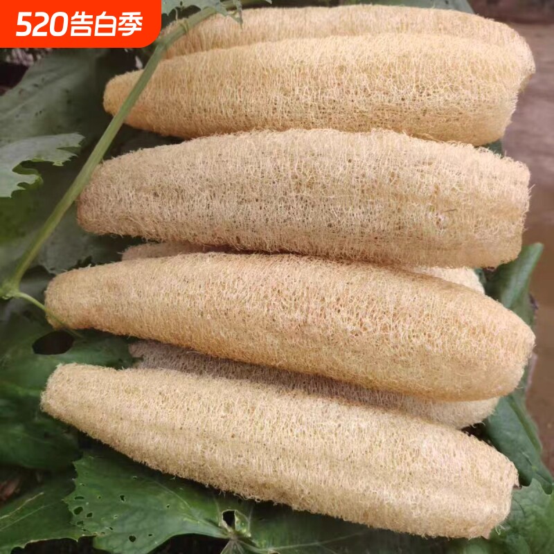 洗锅丝瓜瓤洗碗刷子丝瓜锅刷巾农家天然家用丝瓜筋茶壶垫杯垫厨房