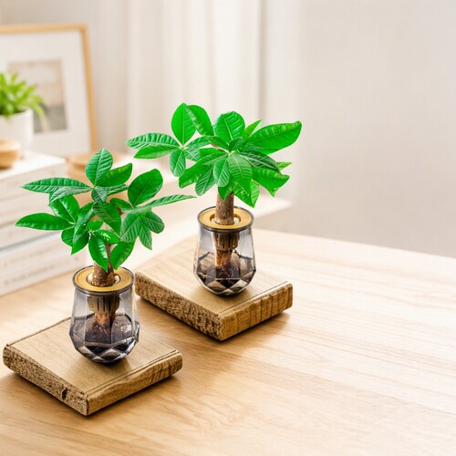 发财树室内水培植物|千人加购