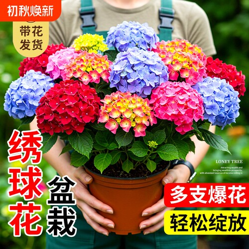 无尽夏绣球花苗盆栽带花苞四季开花卉绿植物老桩鲜花耐寒室内阳台