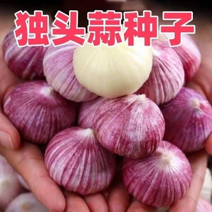 【2025年新种子】独头蒜种子紫皮正宗独头蒜种子促销活动
