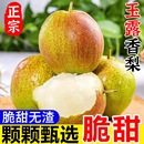 山西隰县玉露香梨现摘梨子新鲜水果当季 香梨雪梨大果产地直发当季