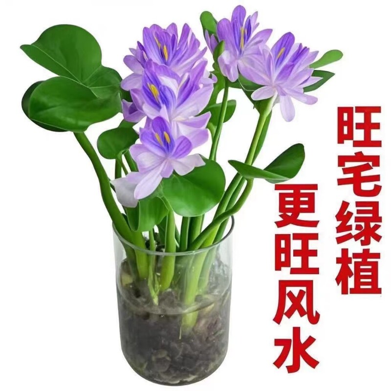 四季常青招财元宝绿植花卉水养植物客厅桌面懒人室内水培驱蚊阳台