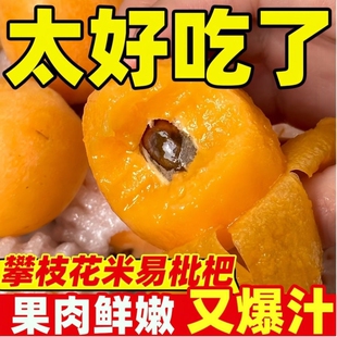 四川米易枇杷新鲜水果攀枝花枇杷果润肺当季现摘高山爆甜琵琶批把