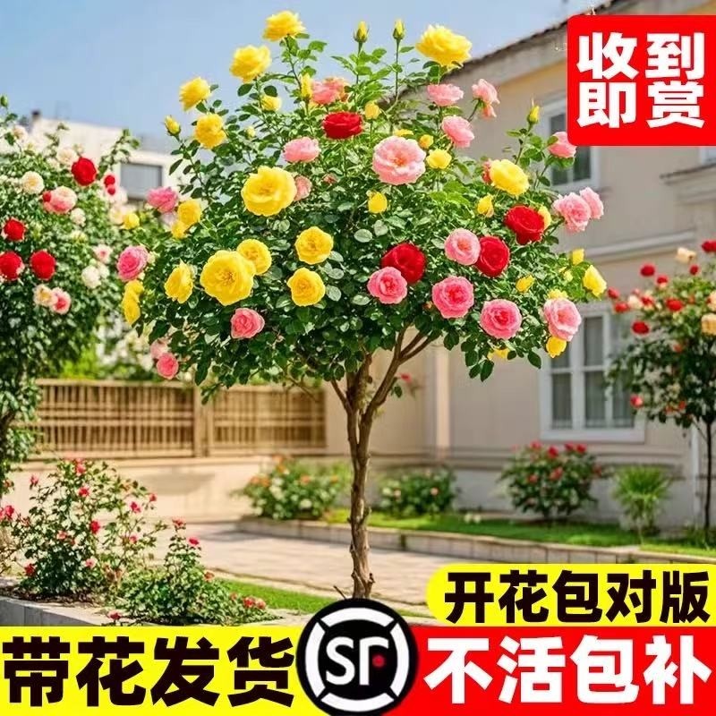 棒棒糖月季四季开花卉盆栽庭院室外花园植物特大树状树桩月季老桩,鲜花速递/花卉仿真/绿植园艺,月季/蔷薇/玫瑰,淘宝优惠券,粉丝福利购,淘宝优惠卷
