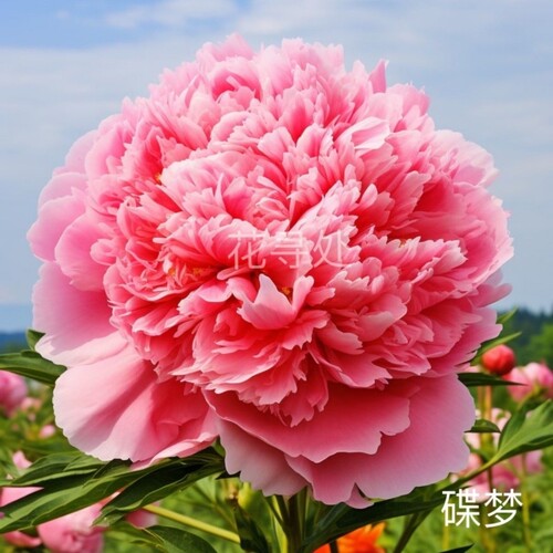 重瓣芍药花带芽根块阳台庭院耐寒四季盆栽花卉春季开花勺药