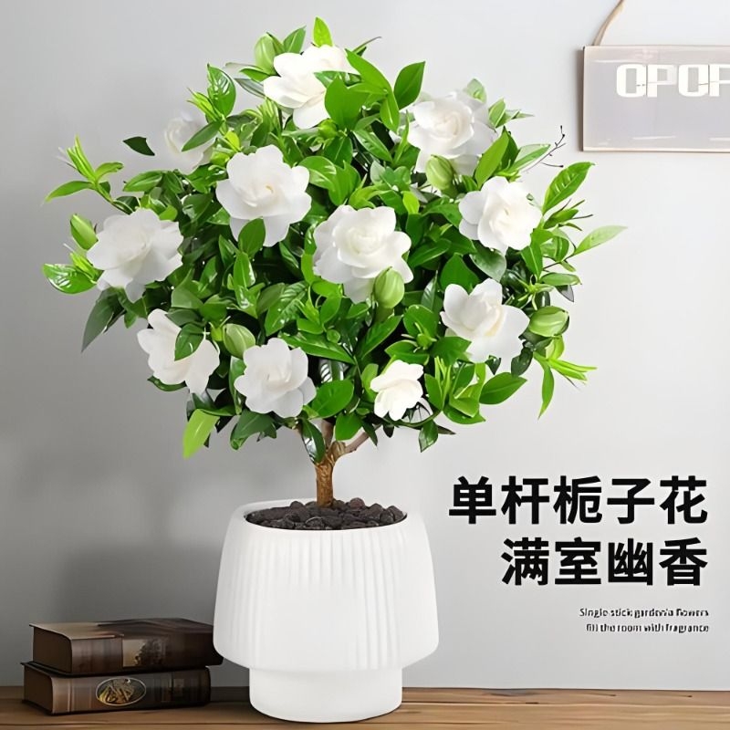 栀子花盆栽花卉植物室内带花苞阳台水培绿植浓香型大树苗四季好养