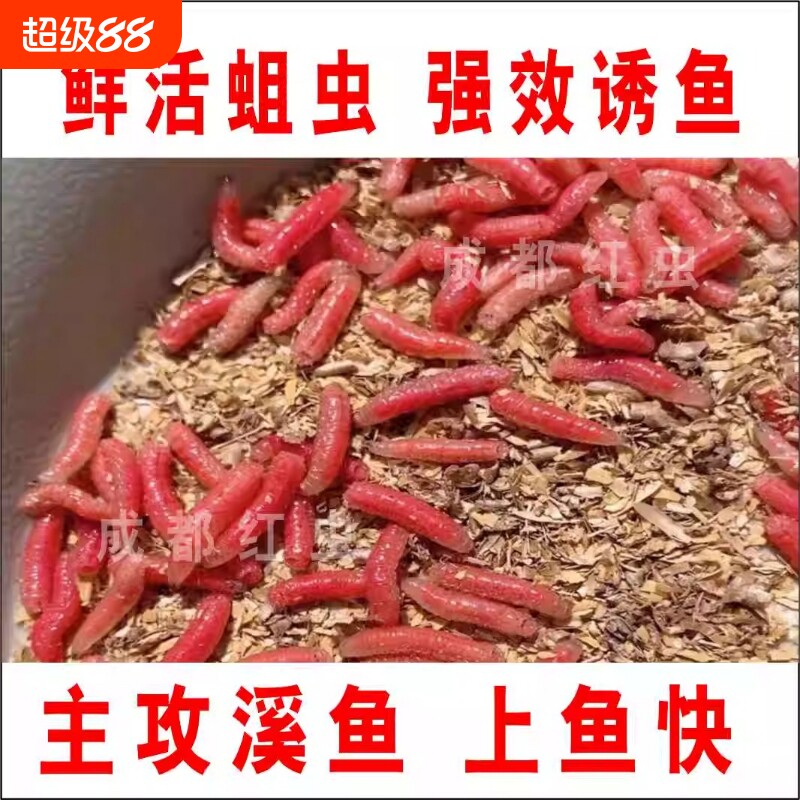 新鲜活红蛆虫活饵溪流钓鱼肉蛆昆虫野钓石斑马口白条鱼食腥味鱼饵图片