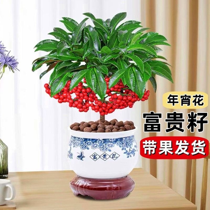 富贵籽盆栽黄金万两植物带果子红果客厅招财室内好养懒人花卉绿植