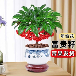 富贵籽盆栽黄金万两植物带果子红果客厅招财室内好养懒人花卉绿植