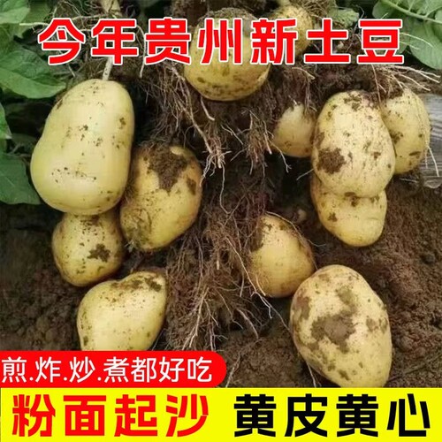 贵州农家黄皮黄心土豆