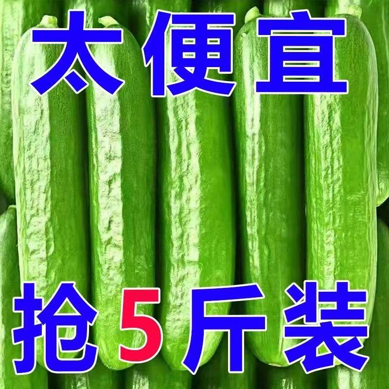 26年头茬山东水果黄瓜无刺新鲜当季青瓜蔬菜即食清脆爽口农家自种