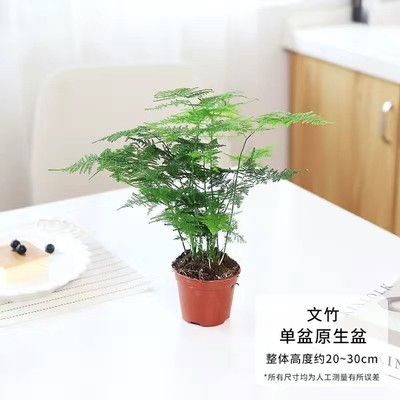 文竹室内大型盆景|7天热卖上千件