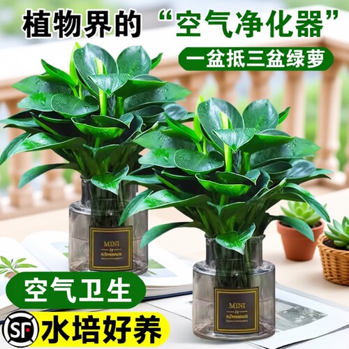 金钻绿公主盆栽水培植物